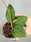 Hoya hellwigiana