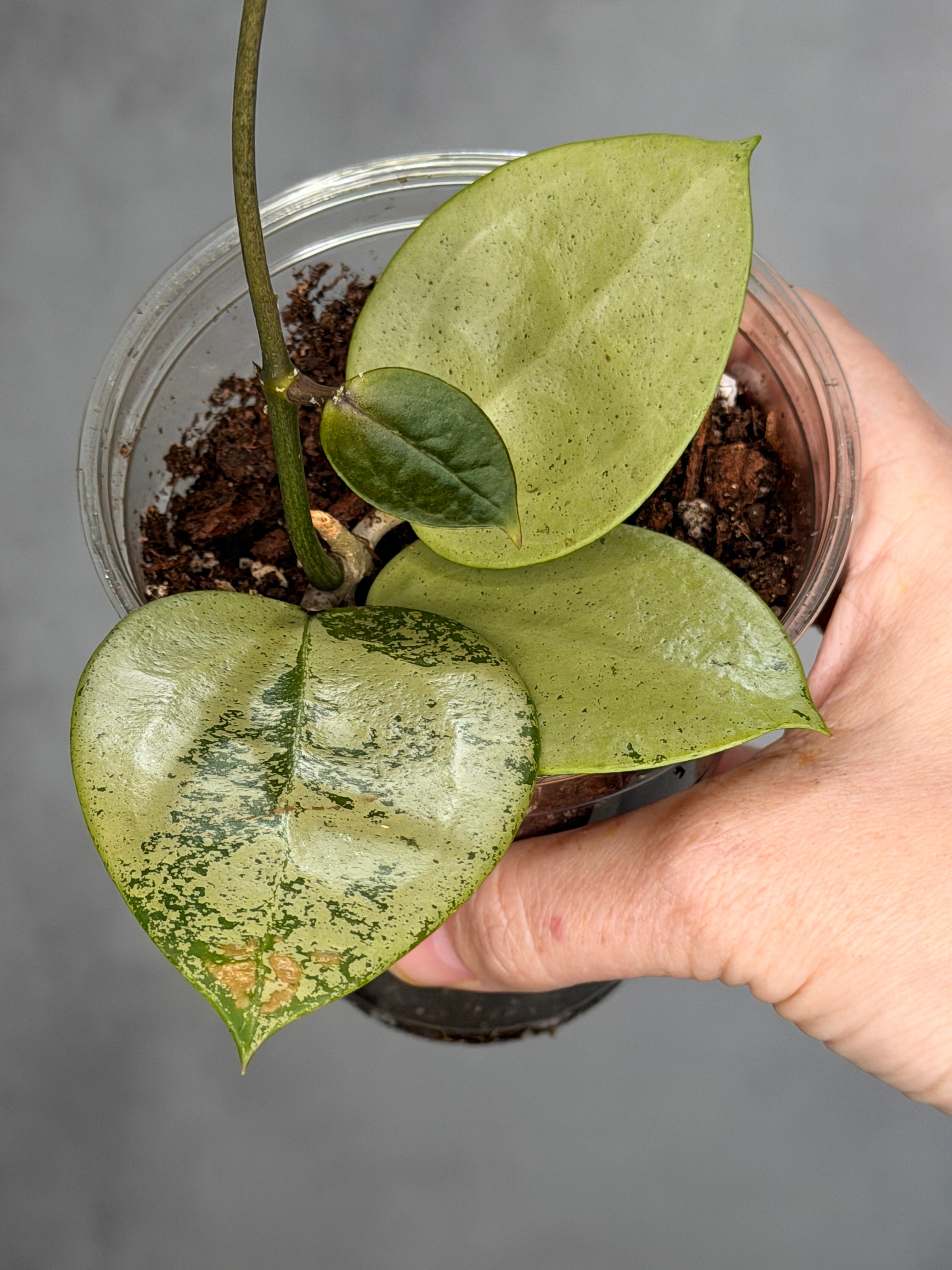 Hoya verticillata (Heart Shaped, Silver)