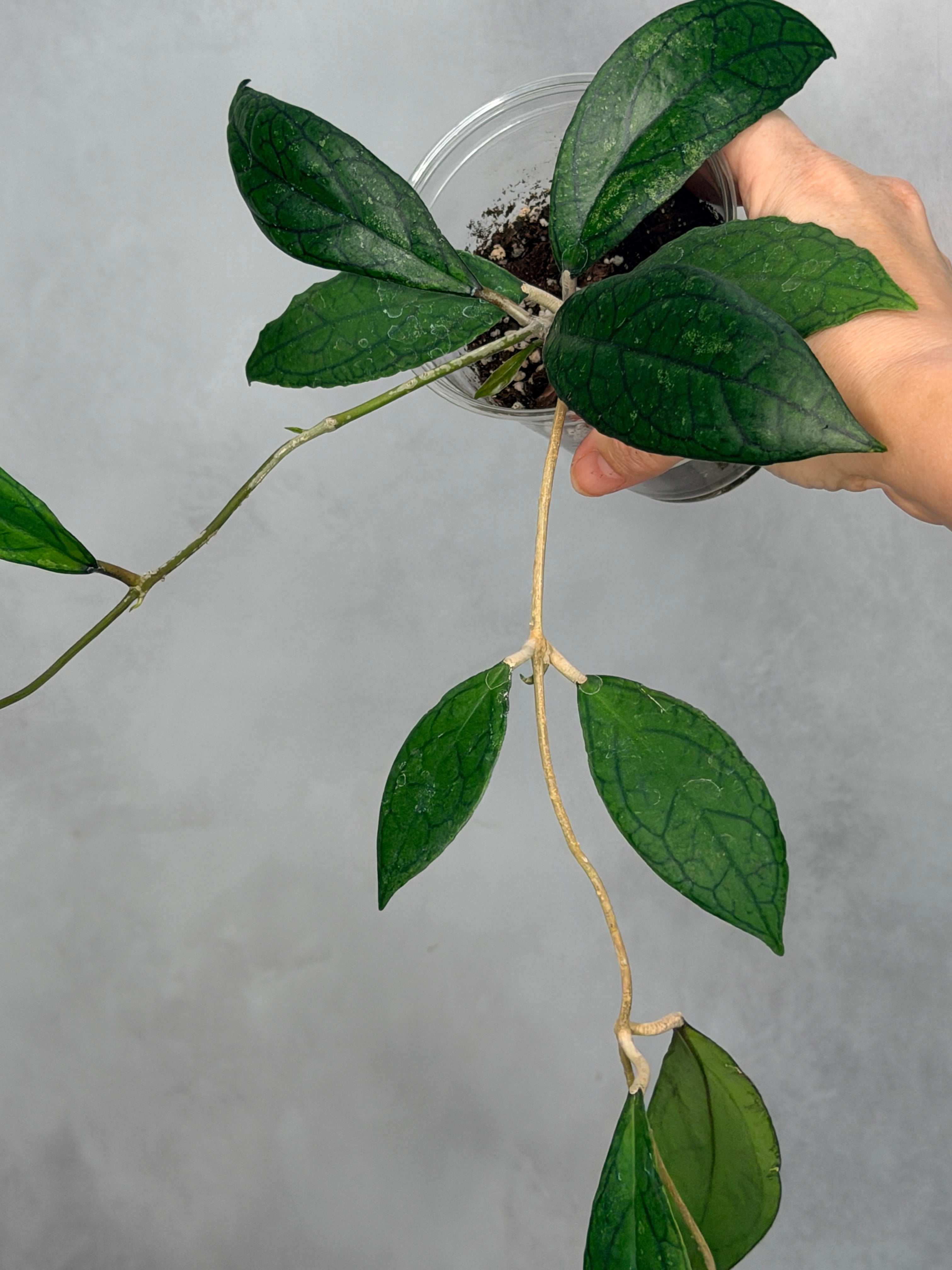 Hoya sp. RHM 1047
