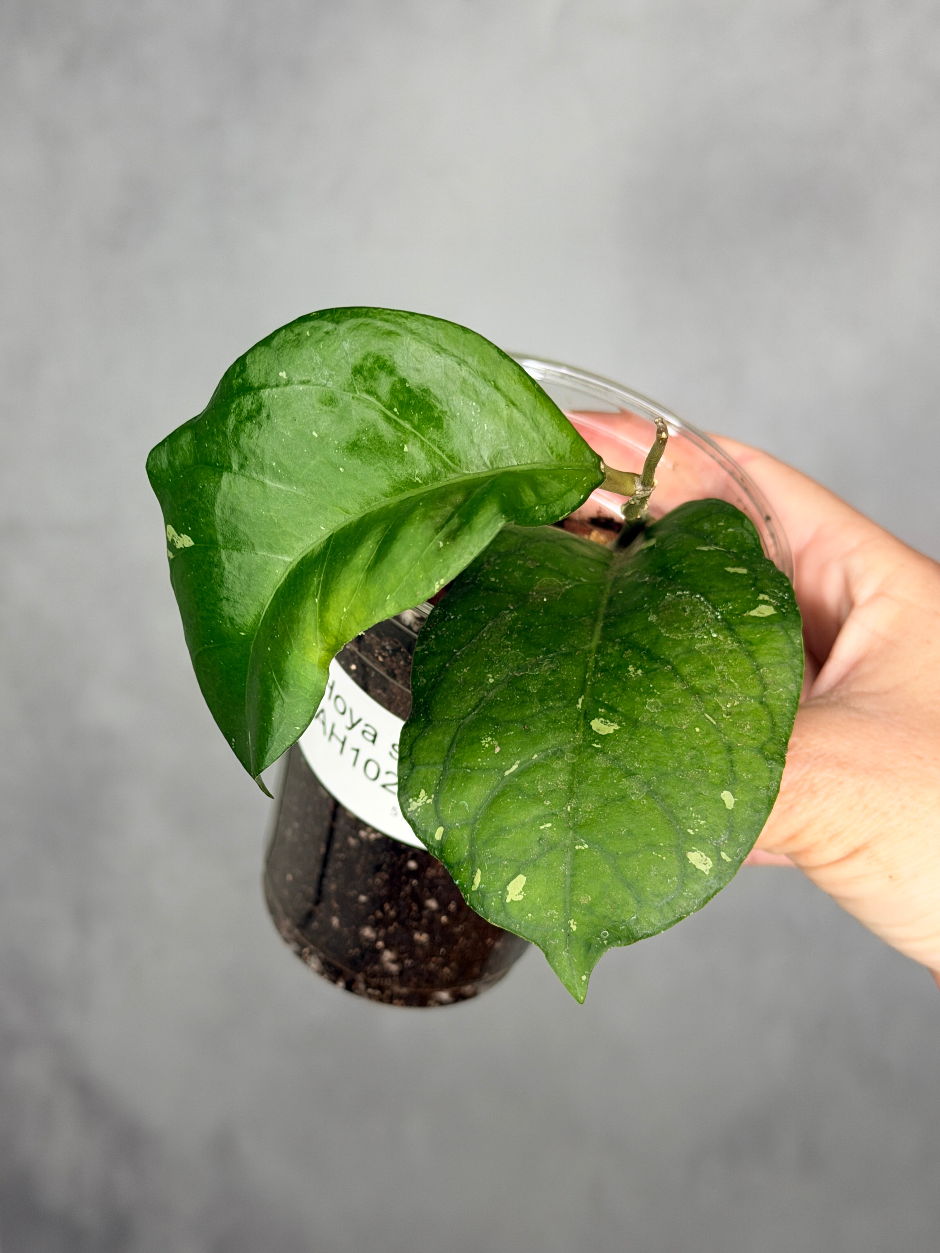 Hoya sp. AH1025