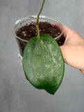 Hoya latifolia 'Snow Queen' 2