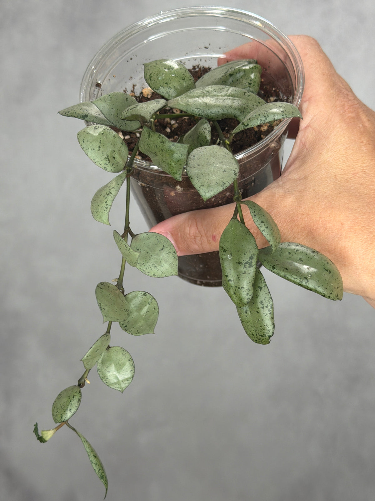 Hoya lacunosa 'Mint Goin'