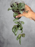 Hoya lacunosa 'Mint Coin'