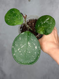 Hoya obovata (splash)