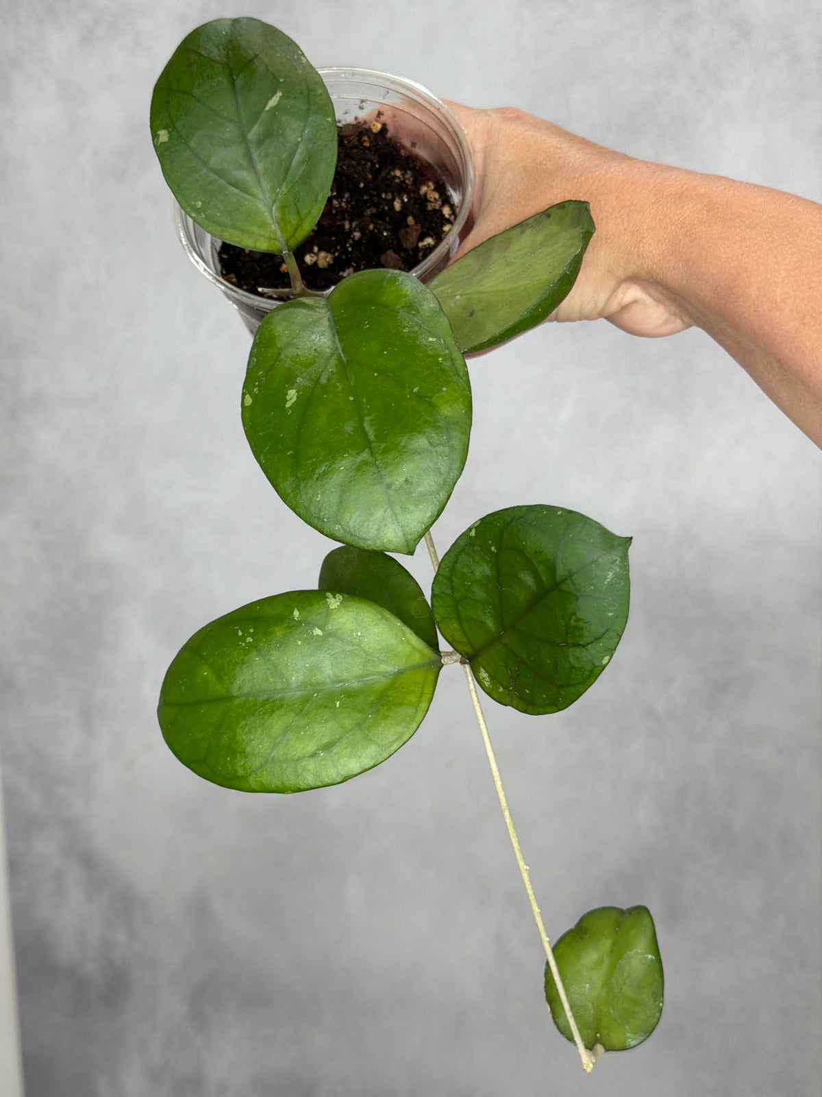 Hoya 'Ricardo'
