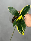 Hoya verticillata (outer variegated)