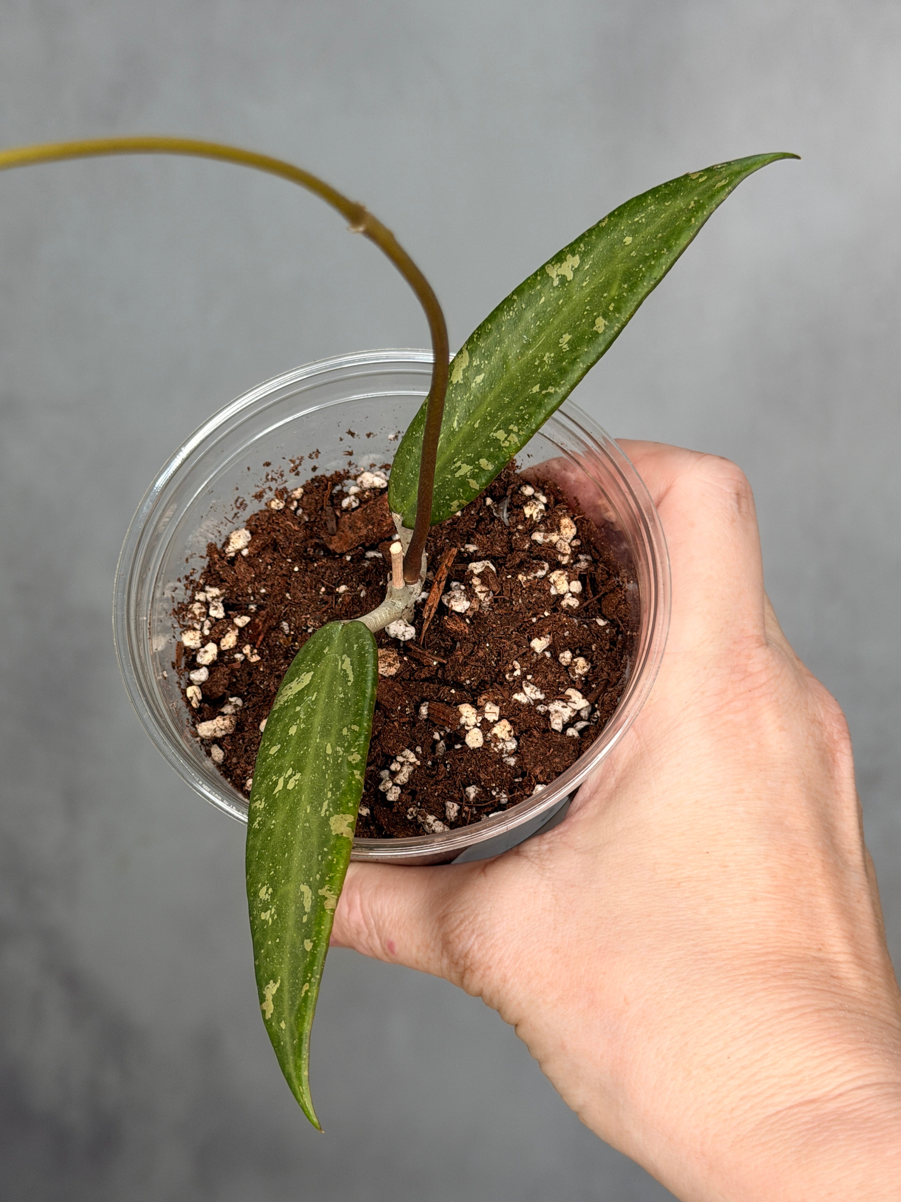 Hoya sp. Loei Province