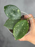 Hoya 'Ms. AnnieLynn'