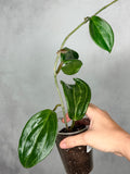 Hoya merrilli