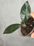 Hoya carnosa (Indonesia)