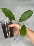 Hoya sp. Tanggamus