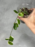 Hoya incurvula ‘Palta’