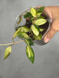 Hoya sipitangensis (inner variegated)