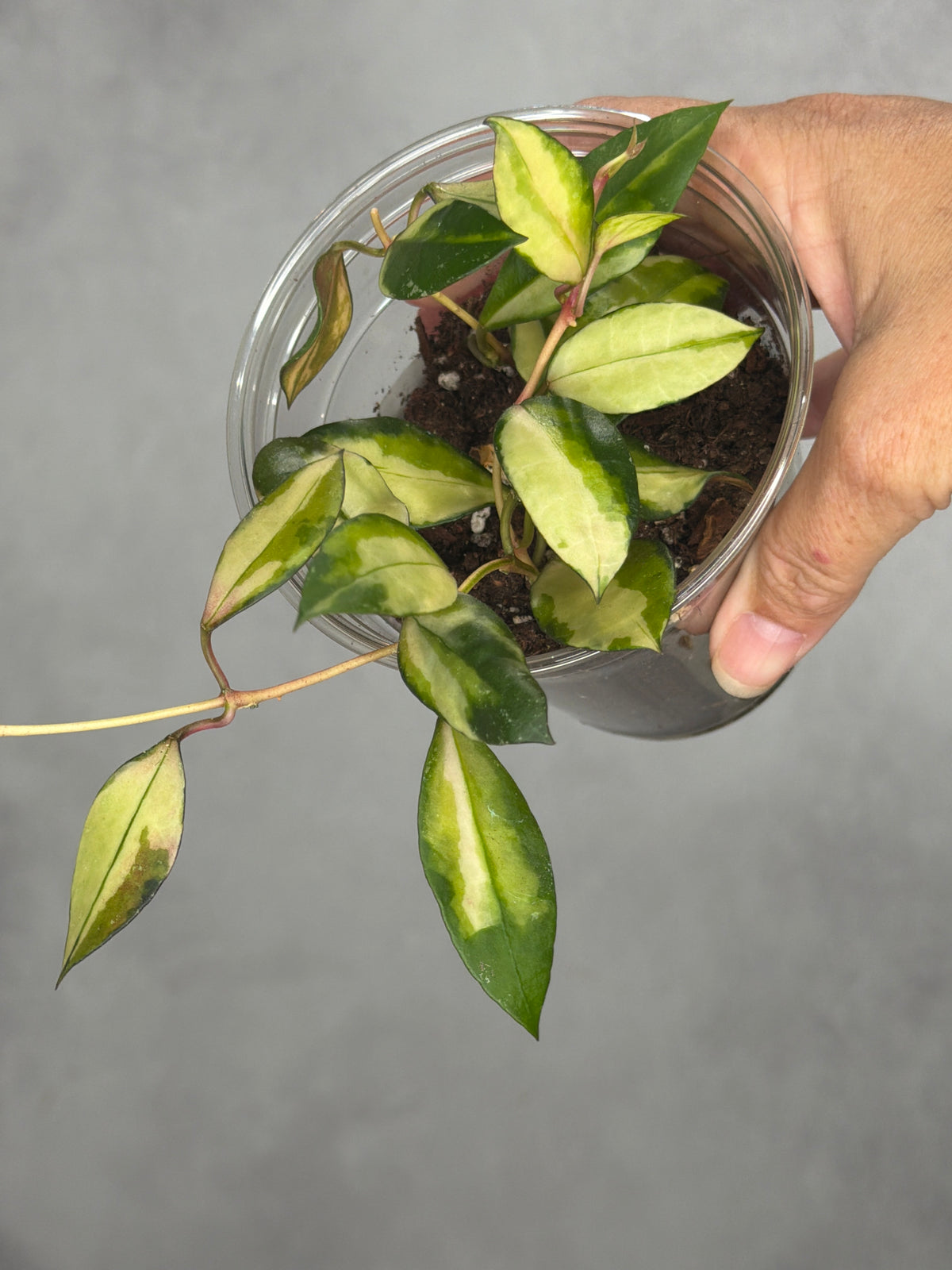 Hoya sipitangensis (inner variegated)