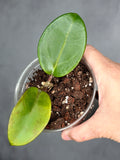 Hoya 'Penny's Treat'