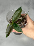 Hoya macgillivrayi