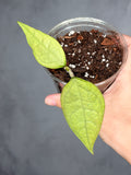 Hoya 'Germany' (silver)