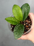 Hoya 'Heidi'