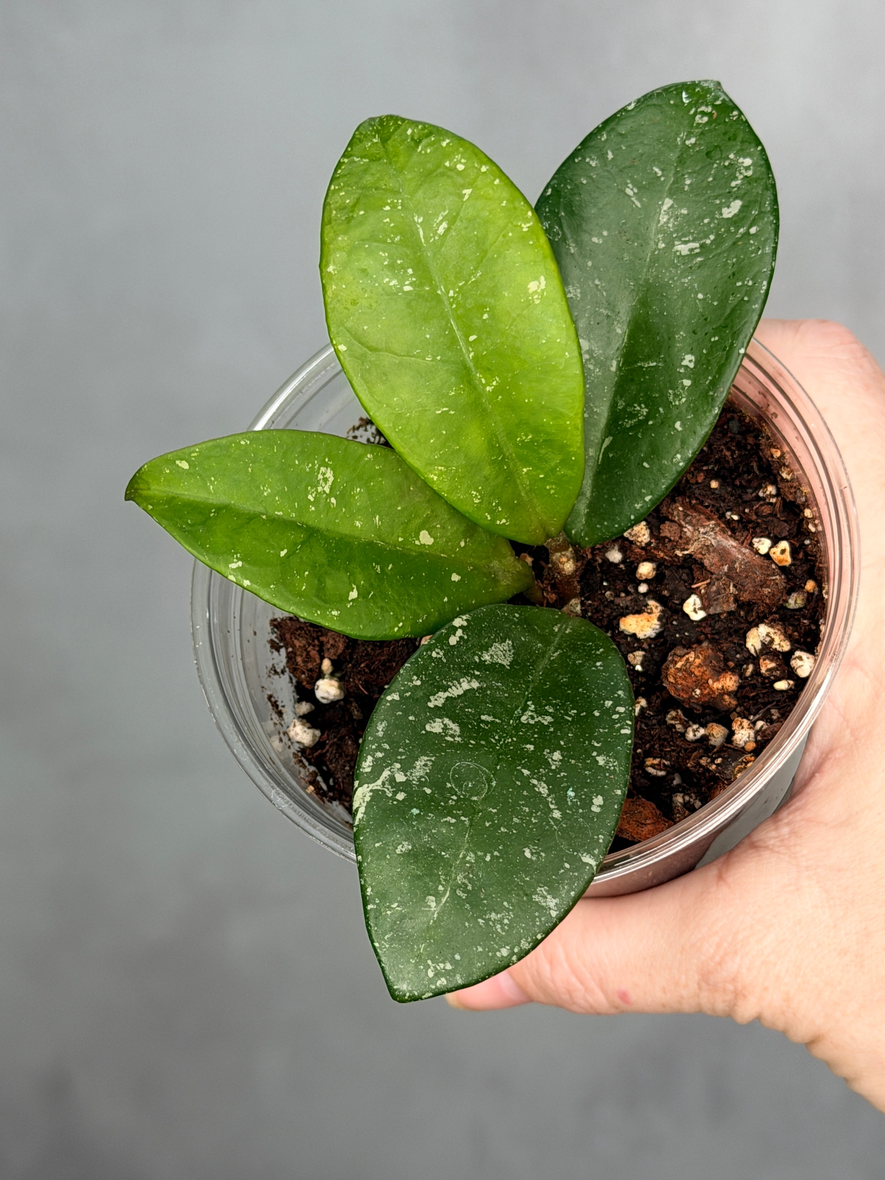 Hoya 'Heidi'