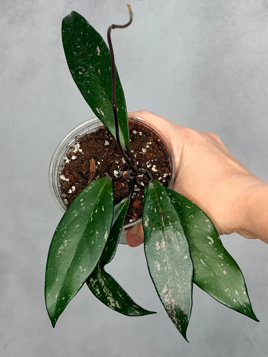 Hoya pubicalyx ‘Reva’