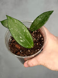 Hoya pubicalyx ‘Reva’