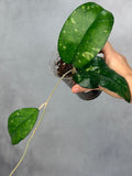 Hoya sp. AH049