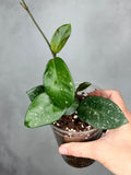 Hoya 'Heidi'
