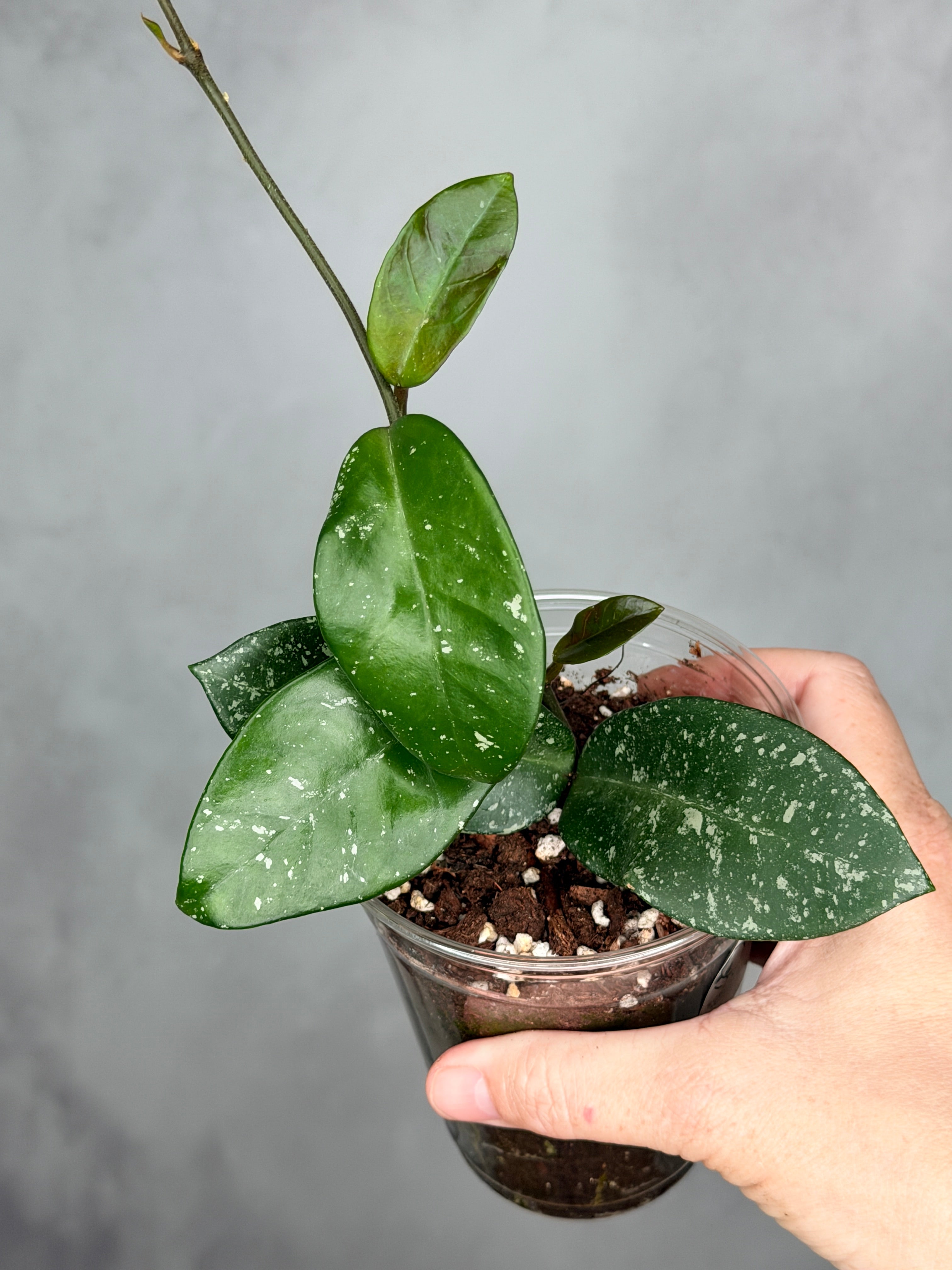 Hoya 'Heidi'