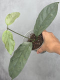 Hoya coricea (silver)
