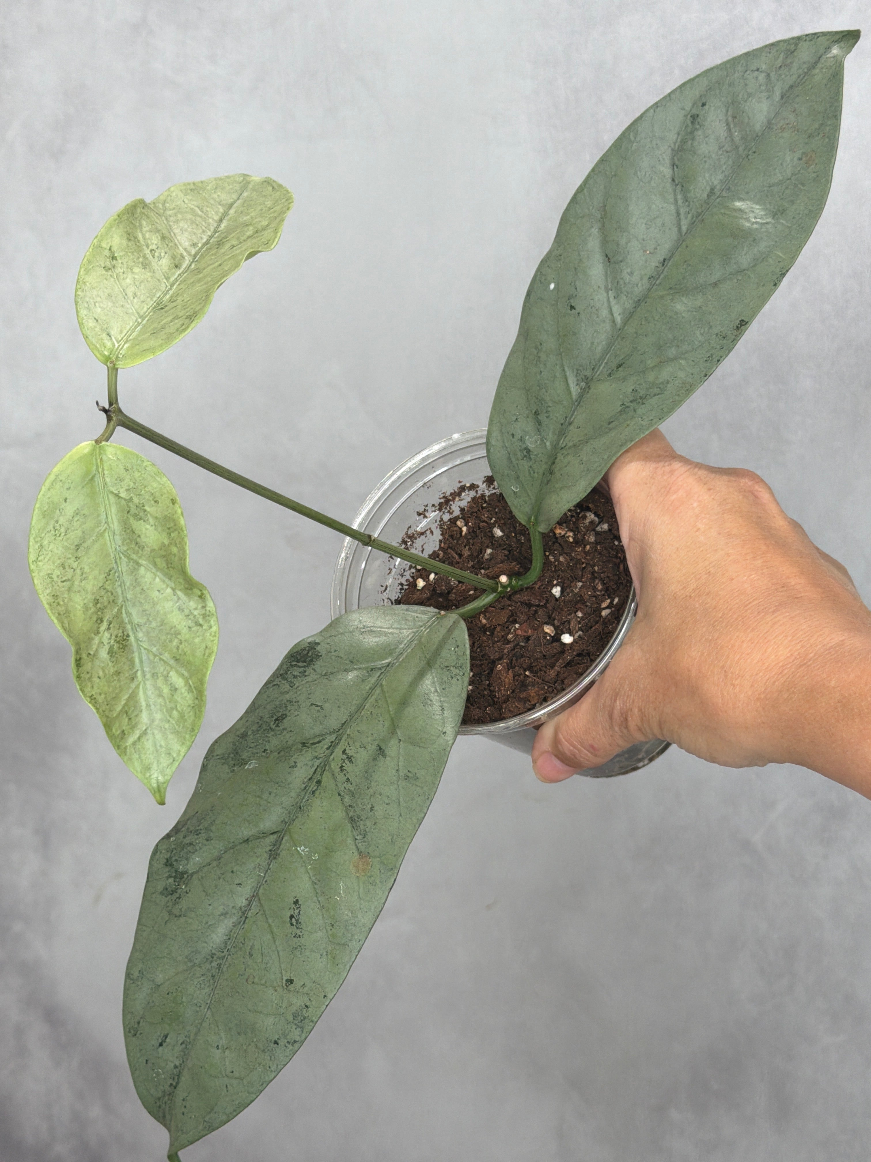Hoya coricea (silver)