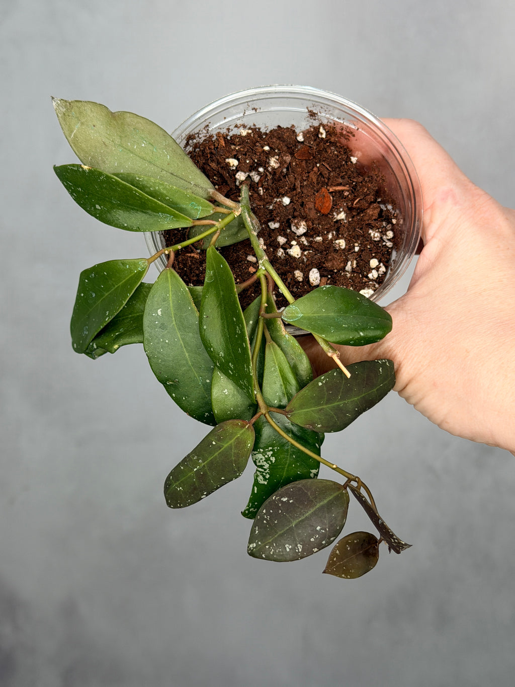 Hoya walliniana UT-152
