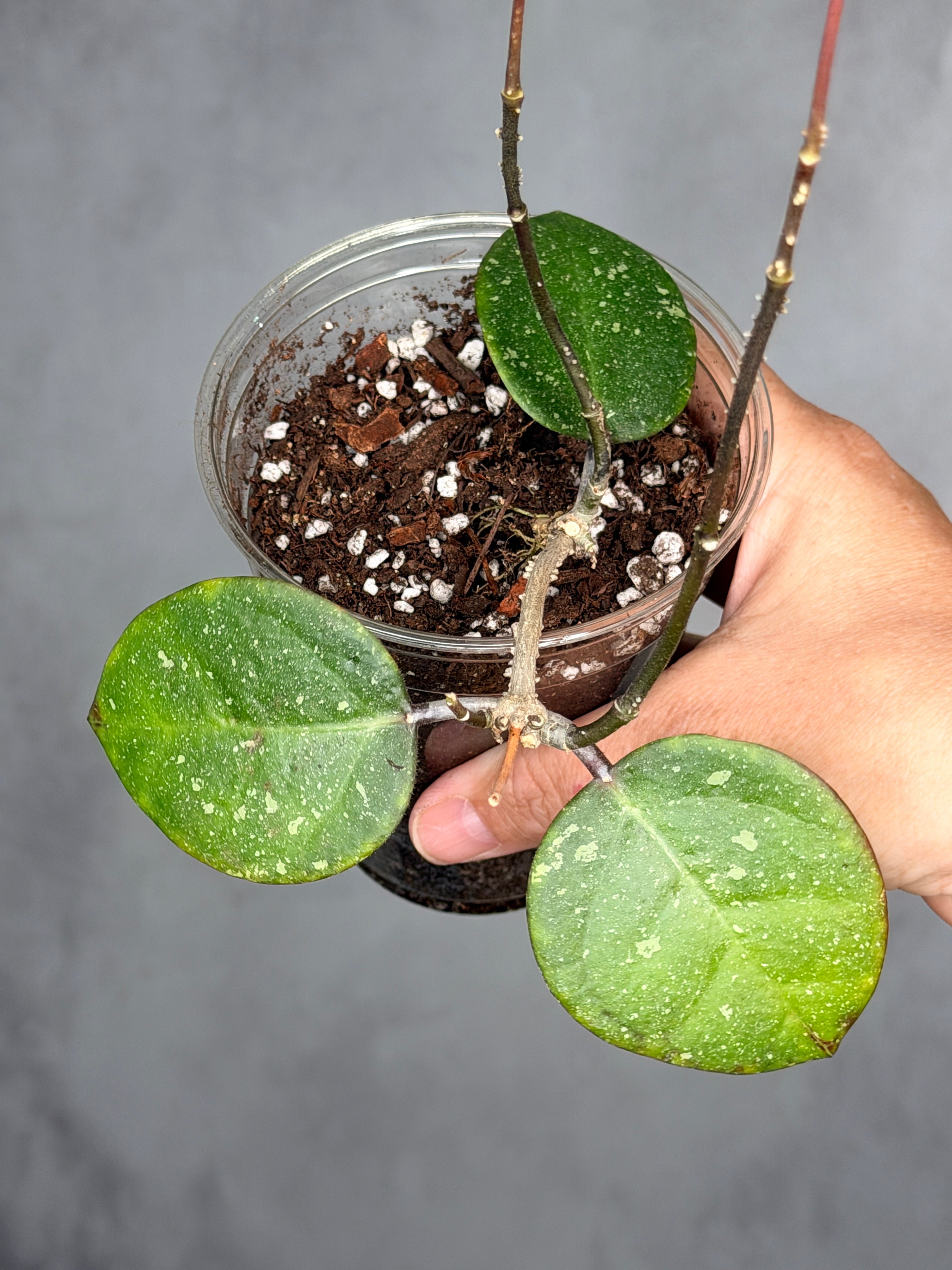 Hoya sp. AH053