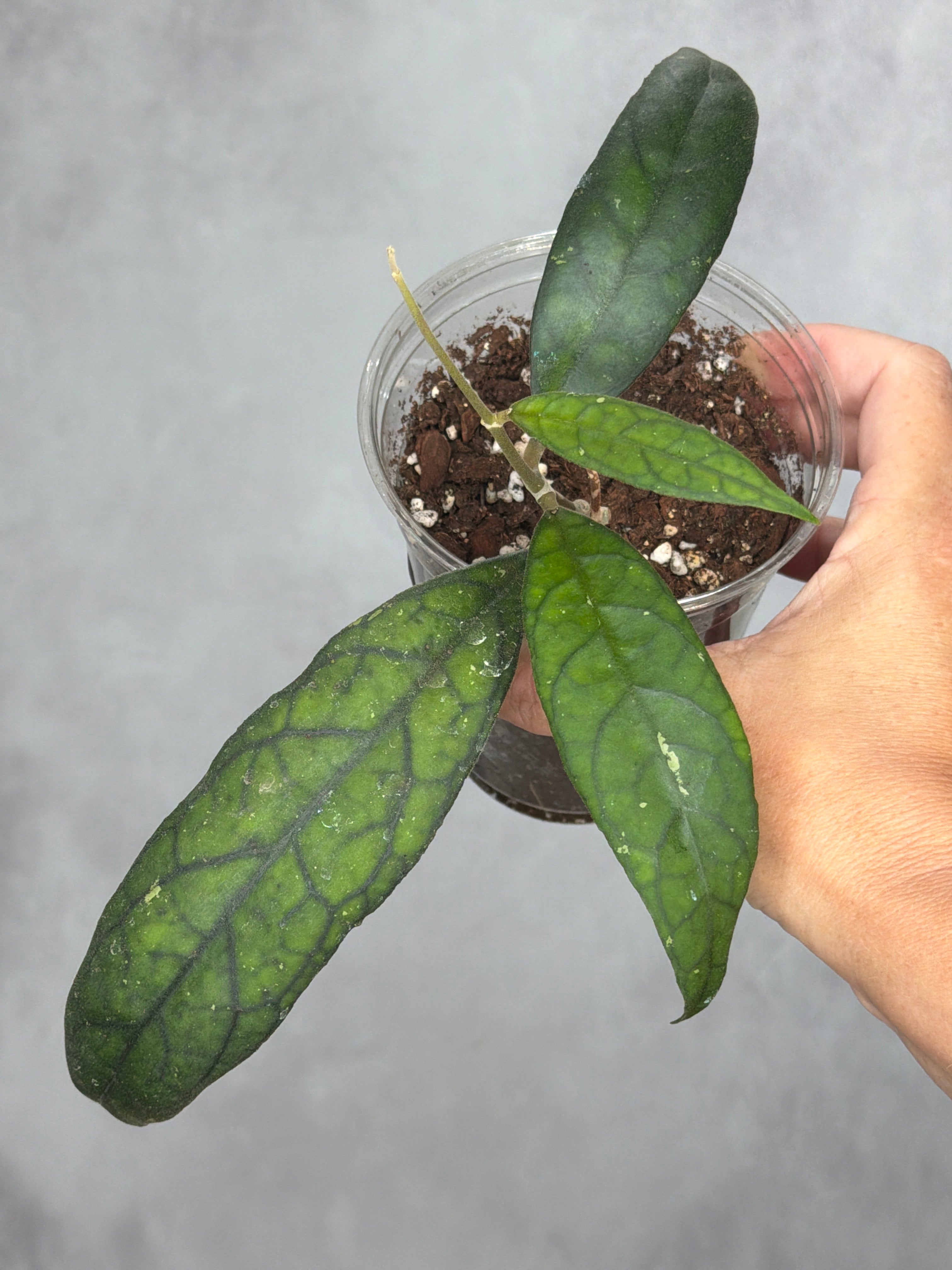 Hoya 'Cobra'
