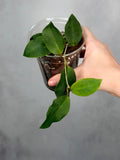 Hoya ‘Patricia’