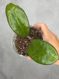 Hoya 'Mojii'