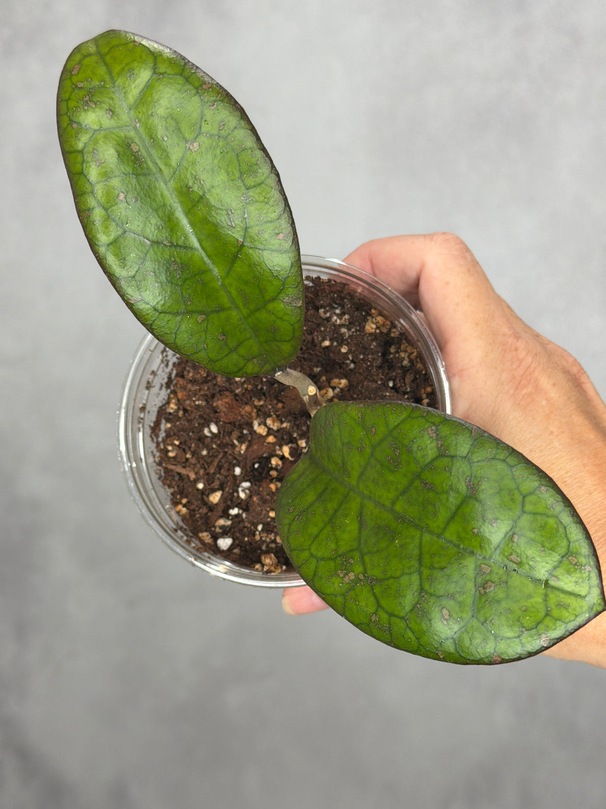 Hoya 'Mojii'