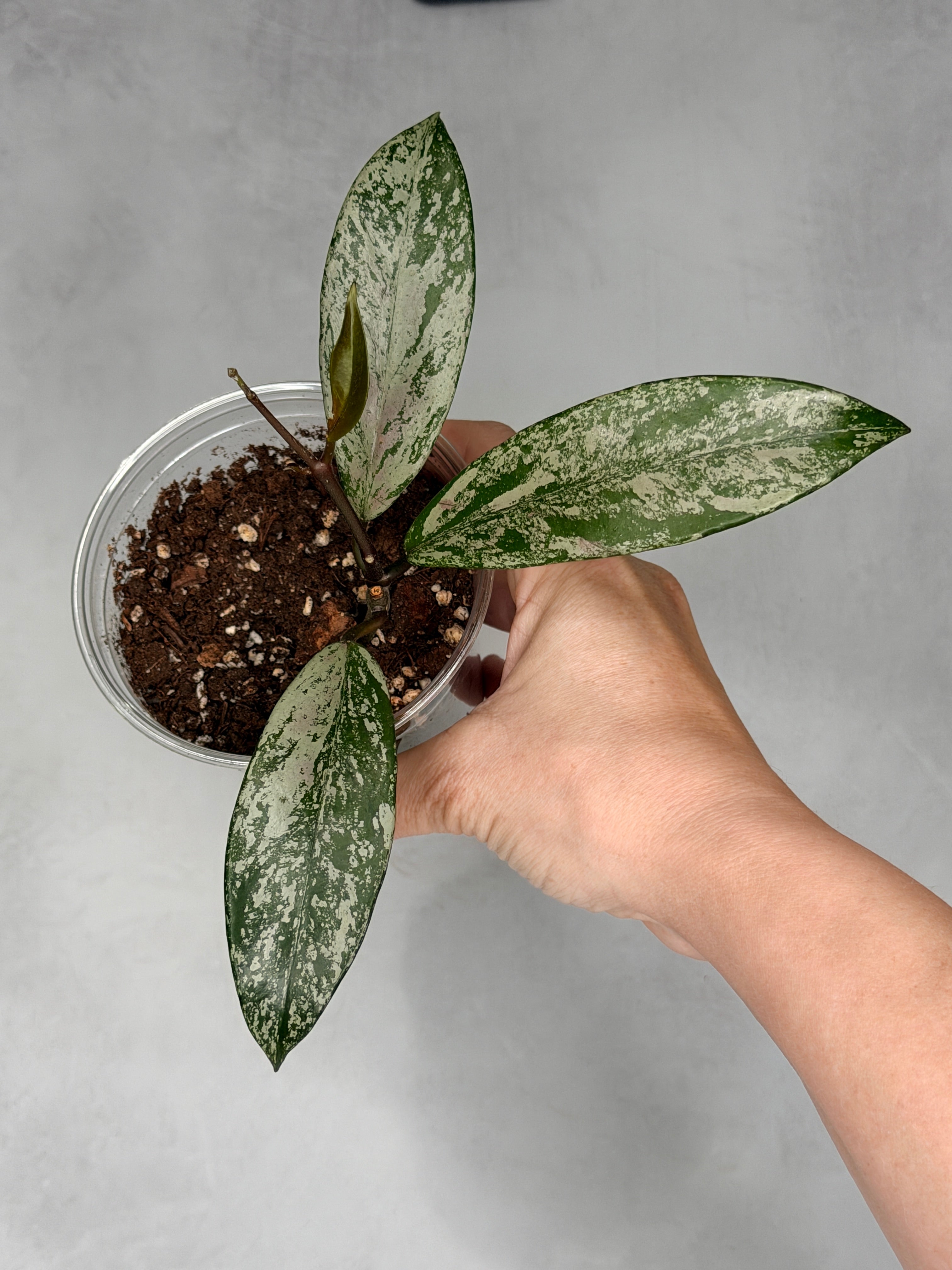 Hoya pubicalyx ‘Pink Silver Ghost’