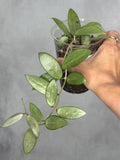Hoya 'Silver Lady'