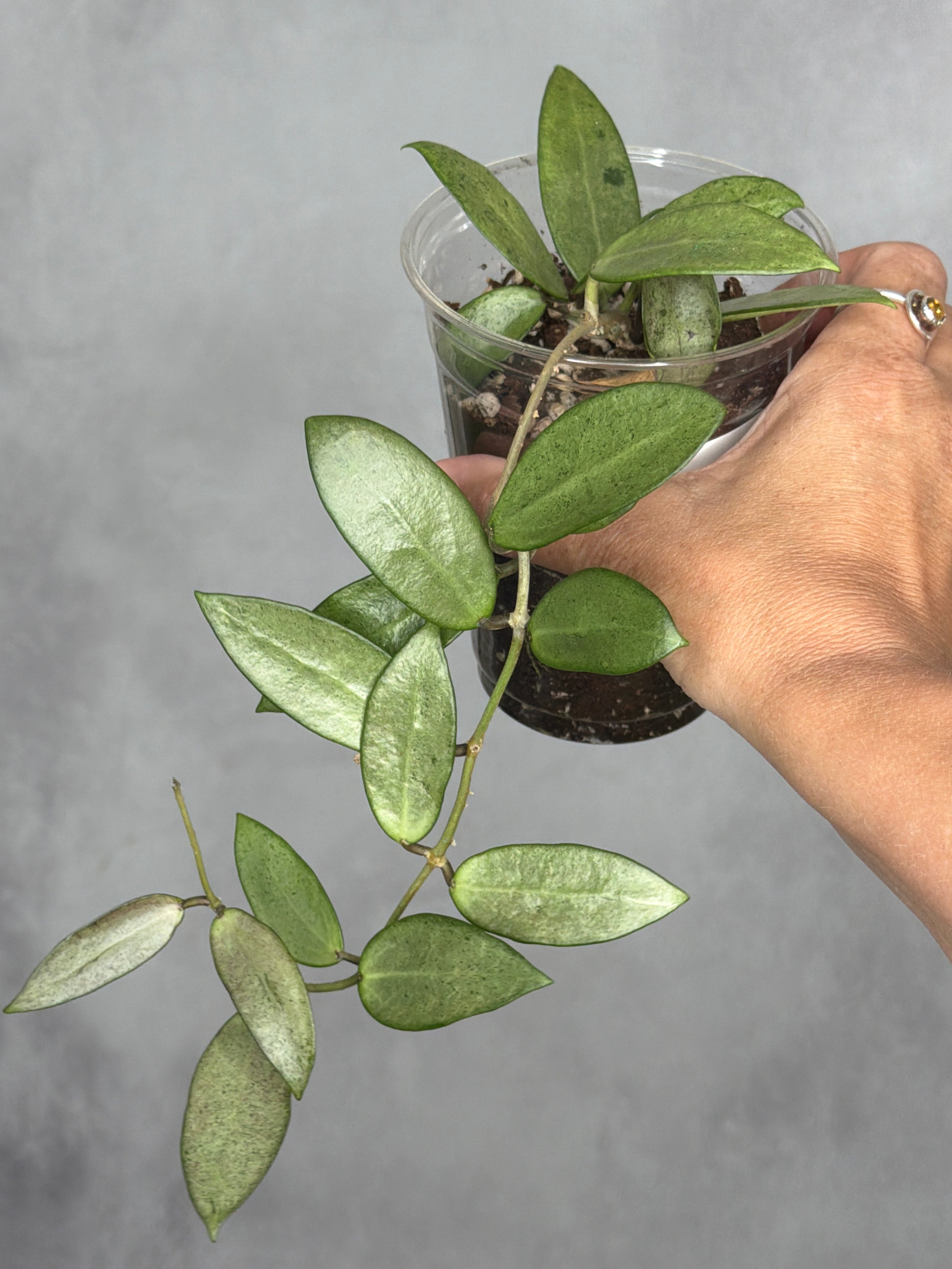 Hoya 'Silver Lady'