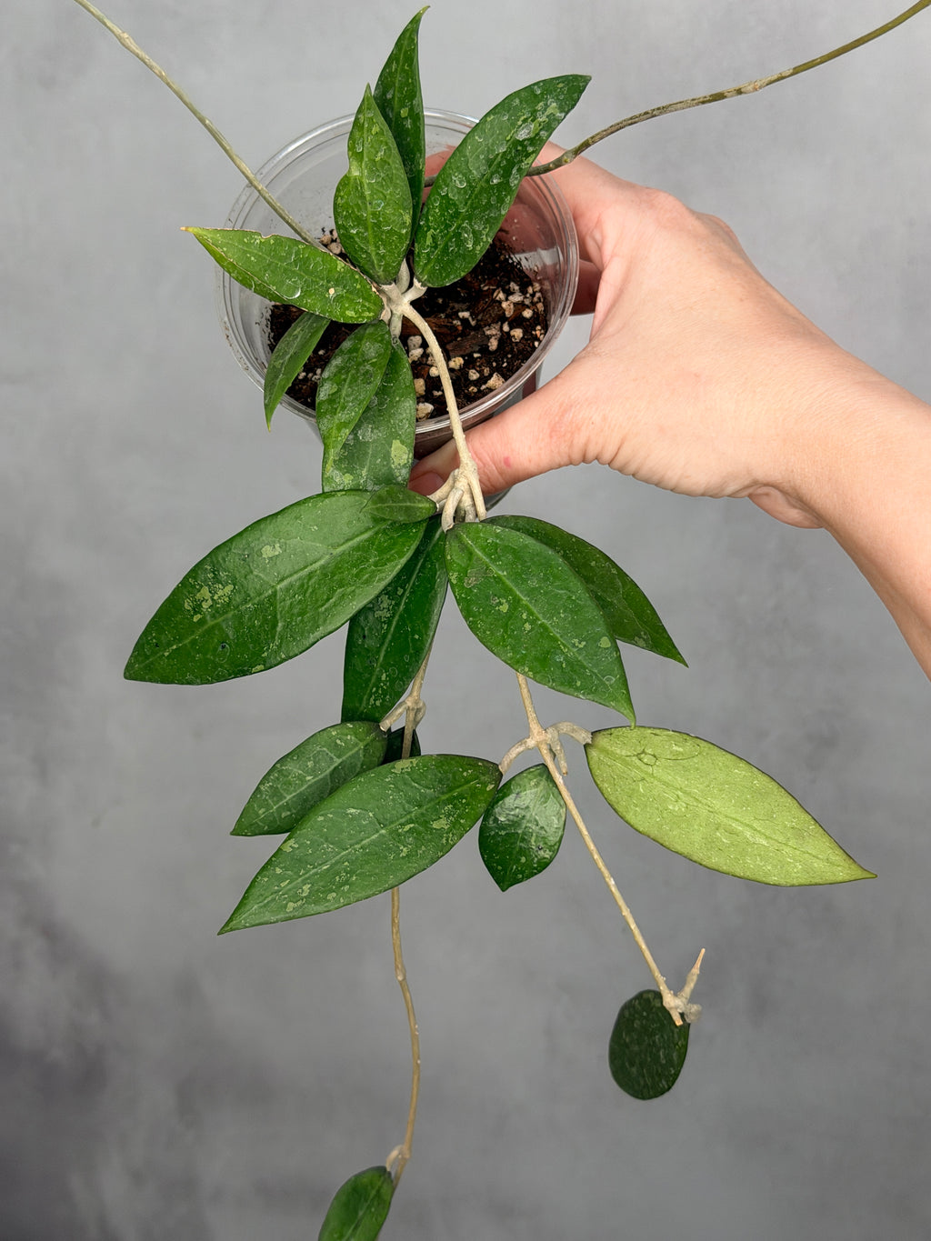 Hoya verticillata (fka pallida, Bogor)