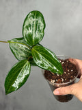 Hoya quinquenervia