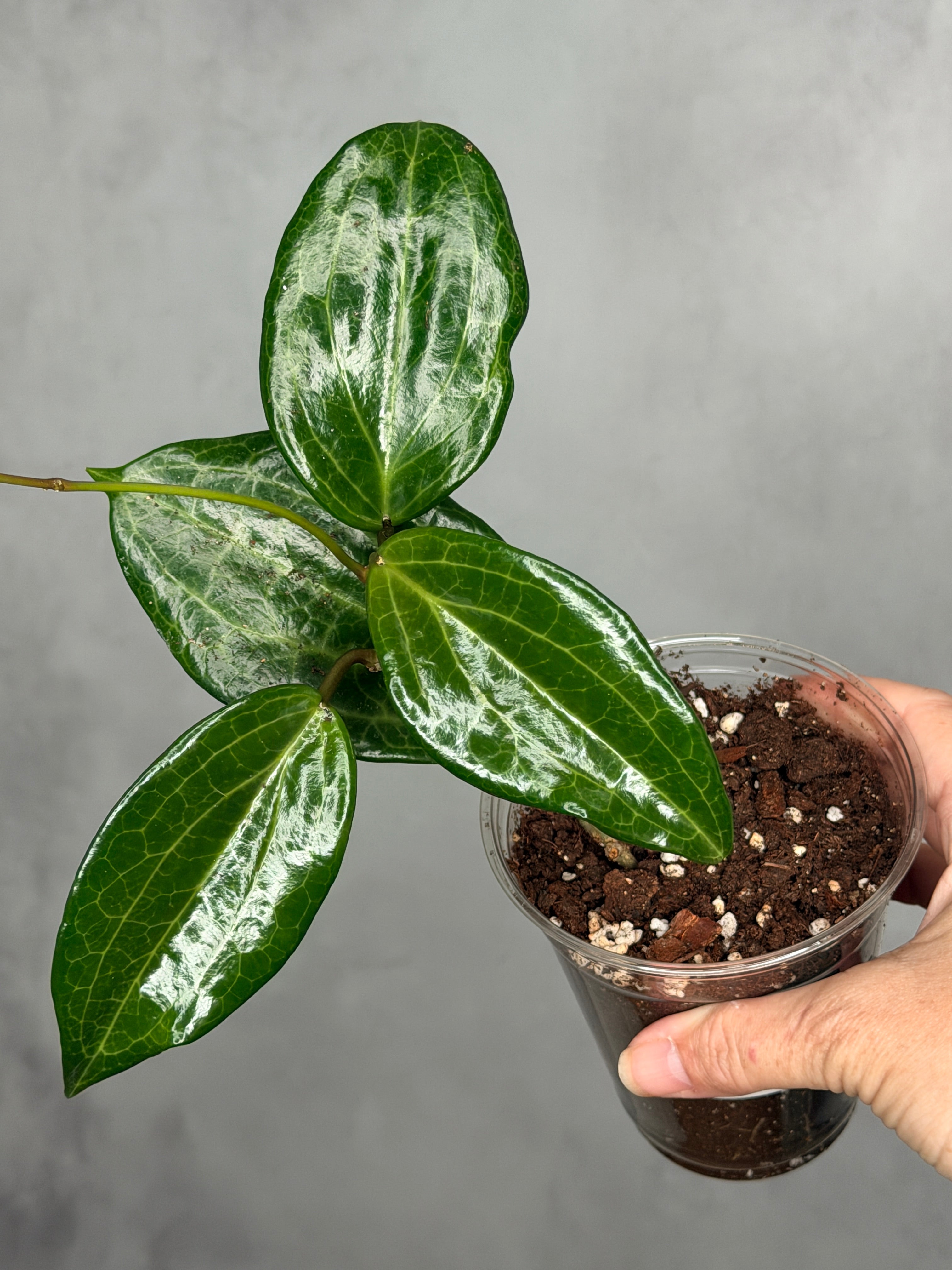 Hoya quinquenervia