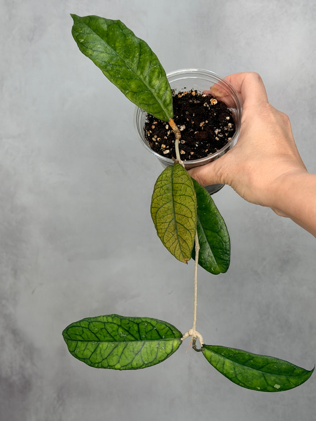 Hoya ranauensis