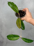 Hoya ranauensis