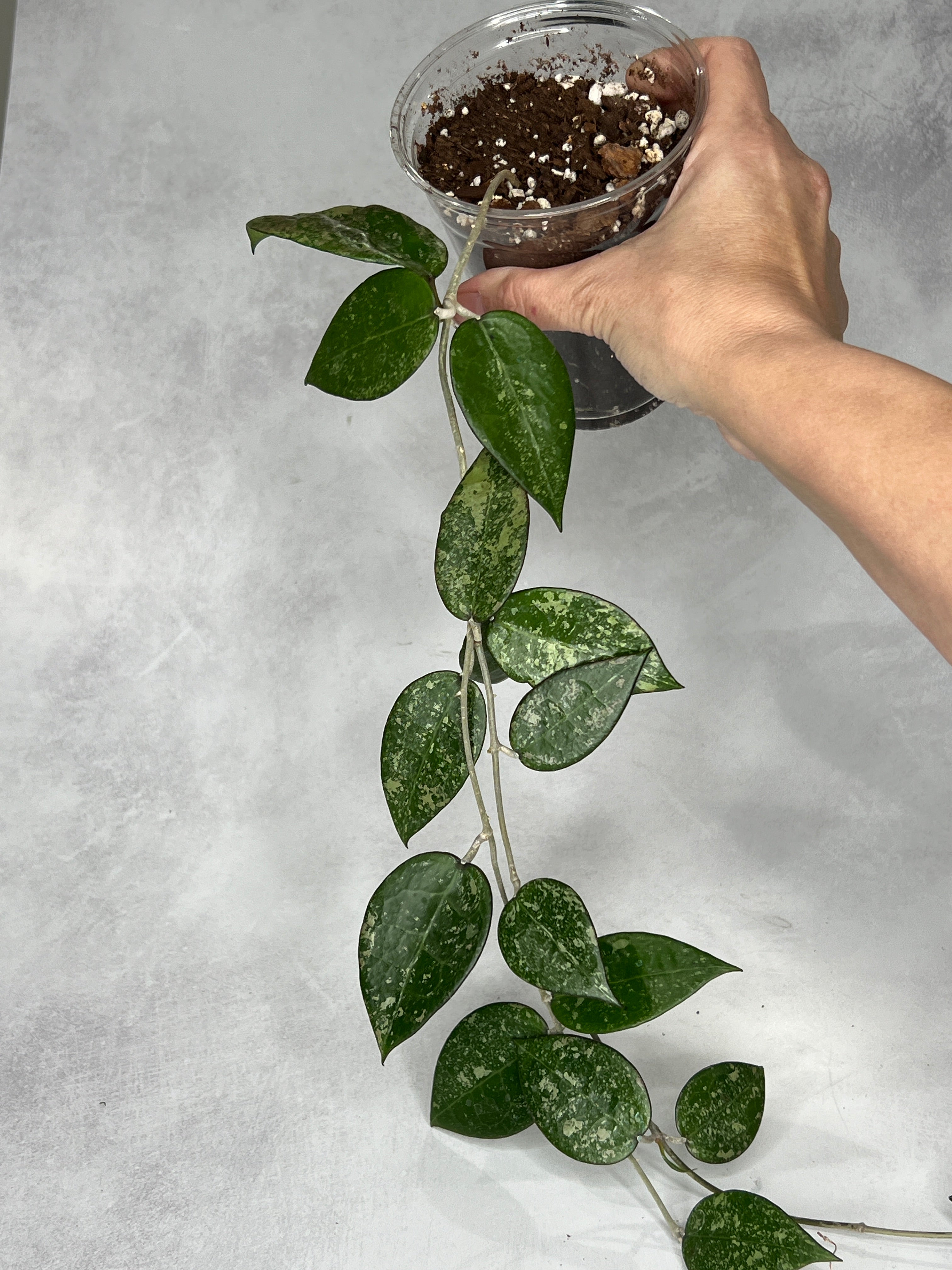 Hoya verticillata (splash)
