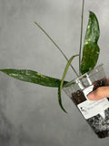 Hoya sp. Rindu Rafflesia