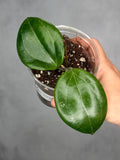 Hoya merrilli (round leaf) 2