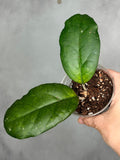 Hoya sp. EpC 1018 (red corollaa0