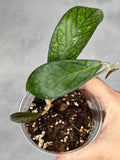 Hoya sp. Tanggamus