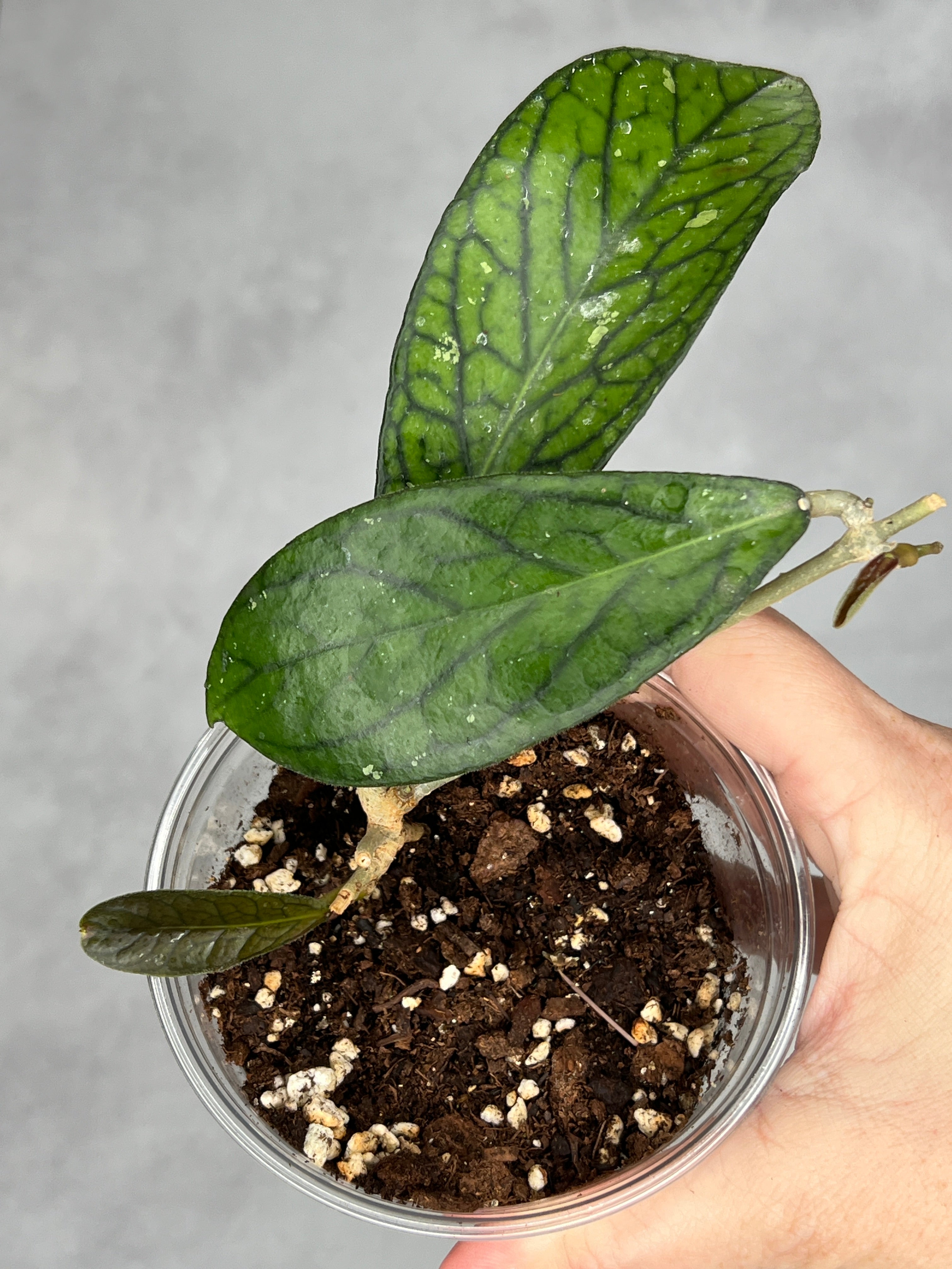 Hoya sp. Tanggamus